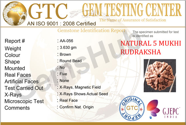 5 Mukhi Natural Certified Rudraksha Size- 20.1 mm Premium